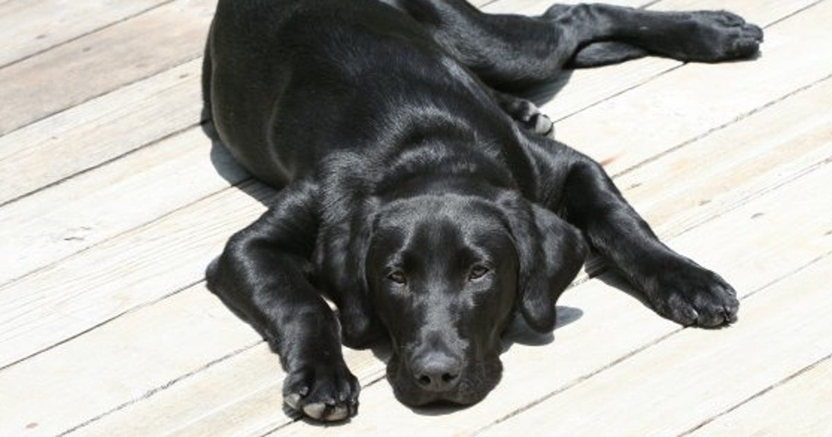 Un perro se lanza a las vías del metro en Nueva York para salvar a su