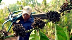 La seguridad alimentaria debe ser una prioridad de la COP de
