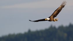 Un sistema evita que las aves se