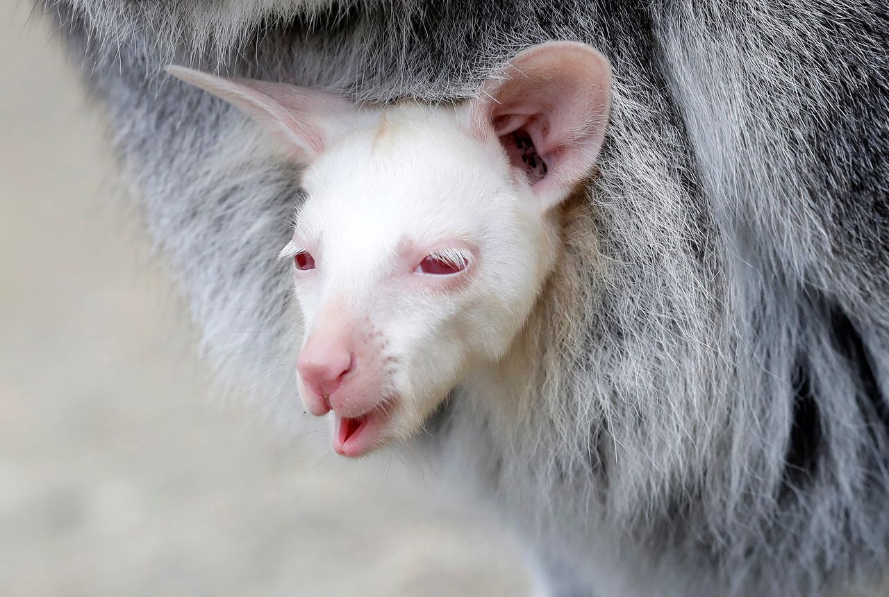 A newly born albino red-necked wallaby joey peeks out of its mother's pouch at a zoo in Decin, Czech Republic, March 13, 2019.