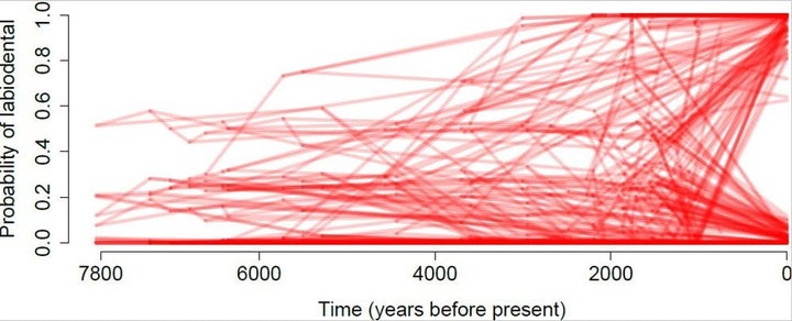 Probabilities of labiodental articulations of various sounds in the history of the Indo-European languages.