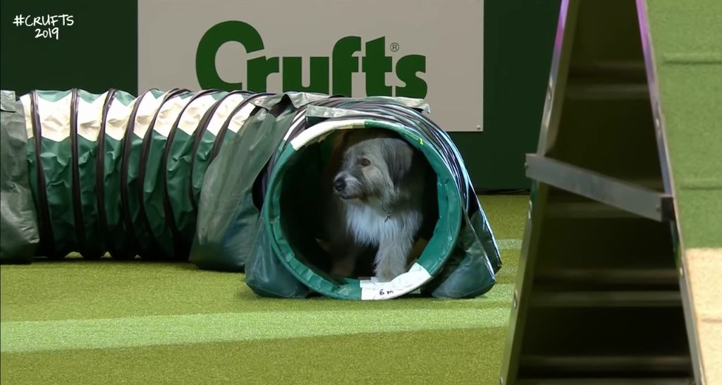 Happy-Go-Lucky Rescue Dog Has The Best Time Failing An Agility Course