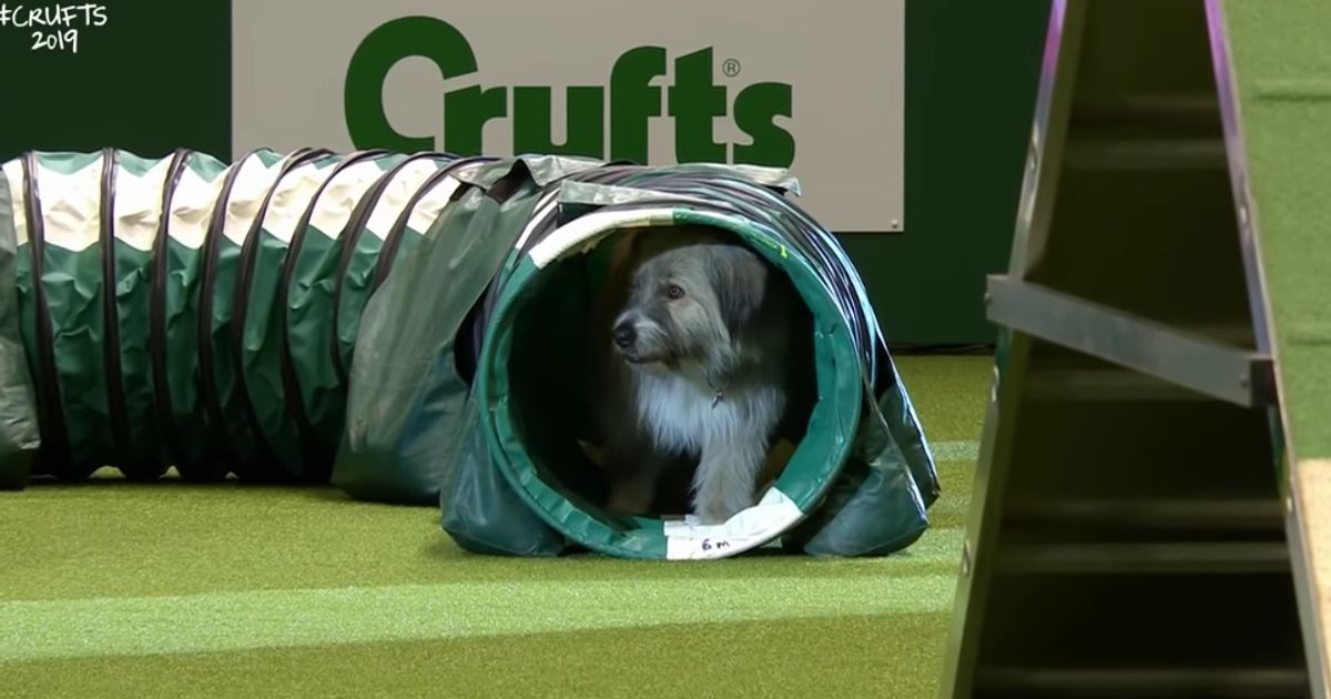 Happy-Go-Lucky Rescue Dog Has The Best Time Failing An Agility Course