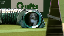 Happy-Go-Lucky Rescue Dog Has The Best Time Failing An Agility Course