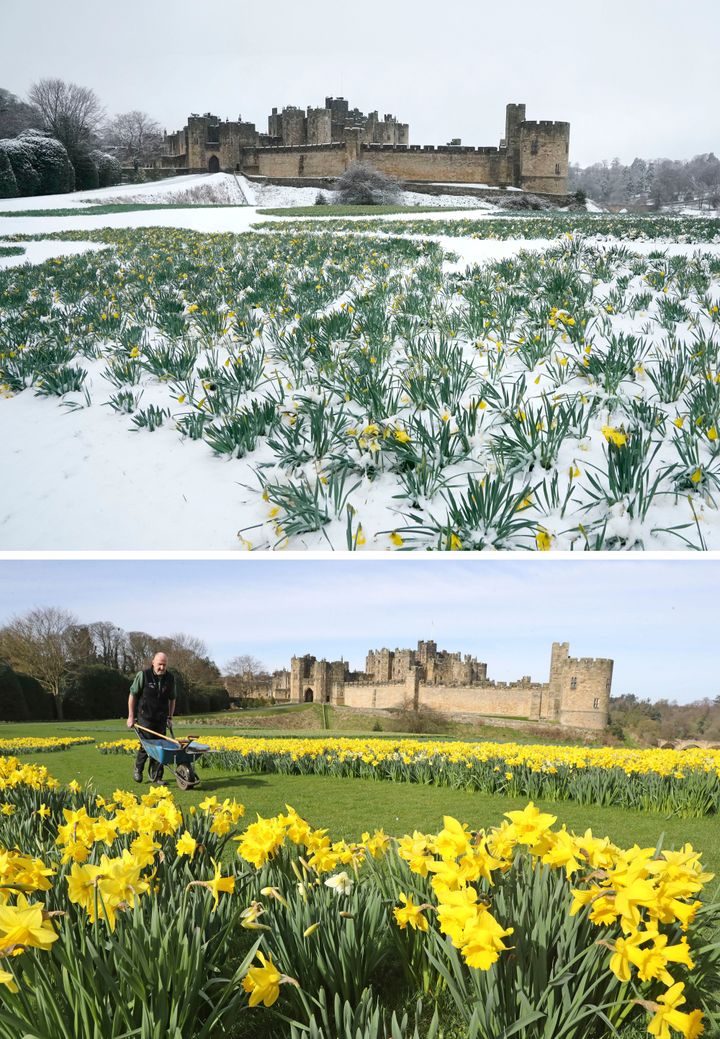 Alnwick Castle in Northumberland today (top) and this time last year (bottom).