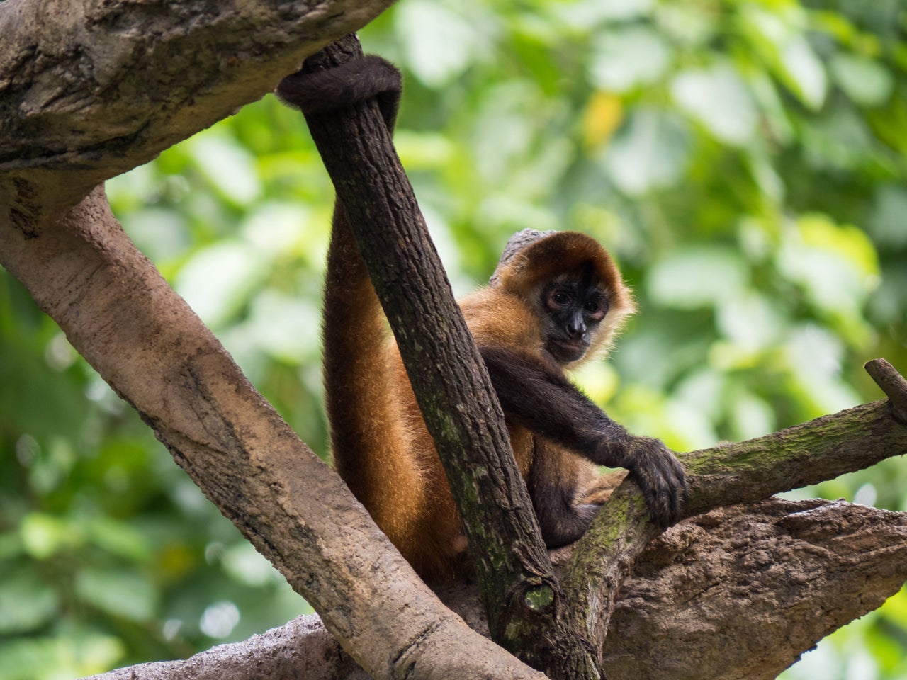 brown spider monkey