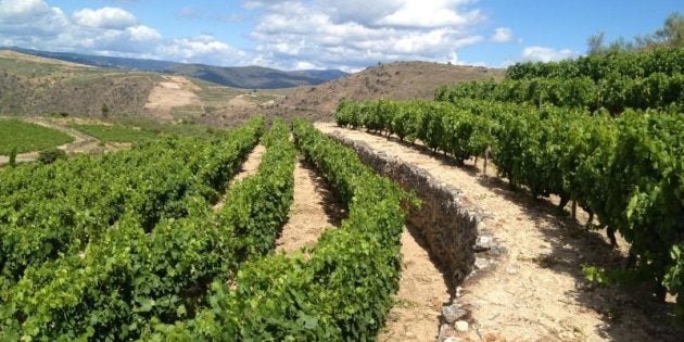 Viñedo de Godello de Rafael Palacios, en Valdeorras.