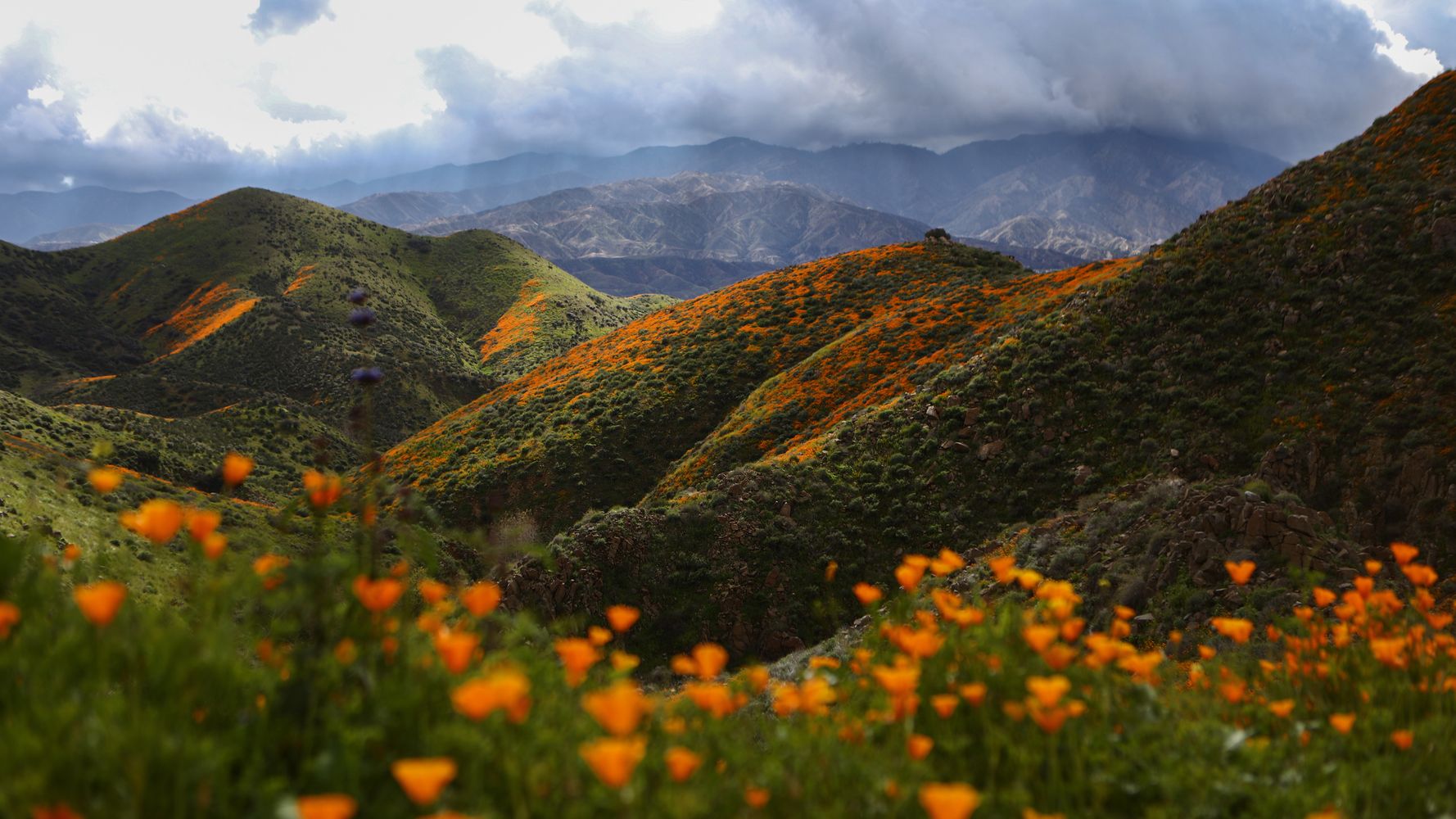 2021 Wildflower Guide — Friends Of Government Canyon