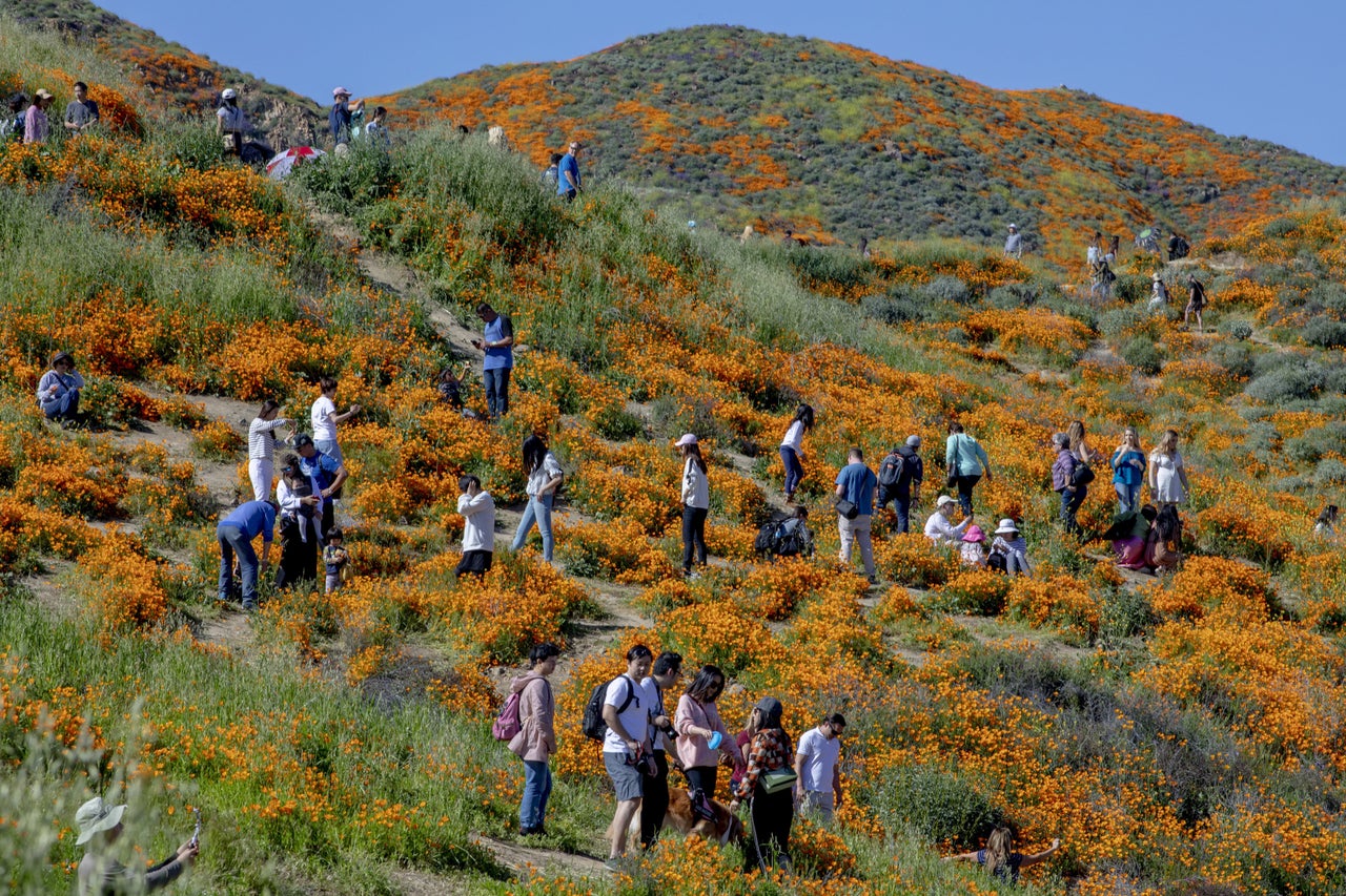 Lake Elsinore closes popular wildflower viewing area in Walker Canyon –  Press Enterprise