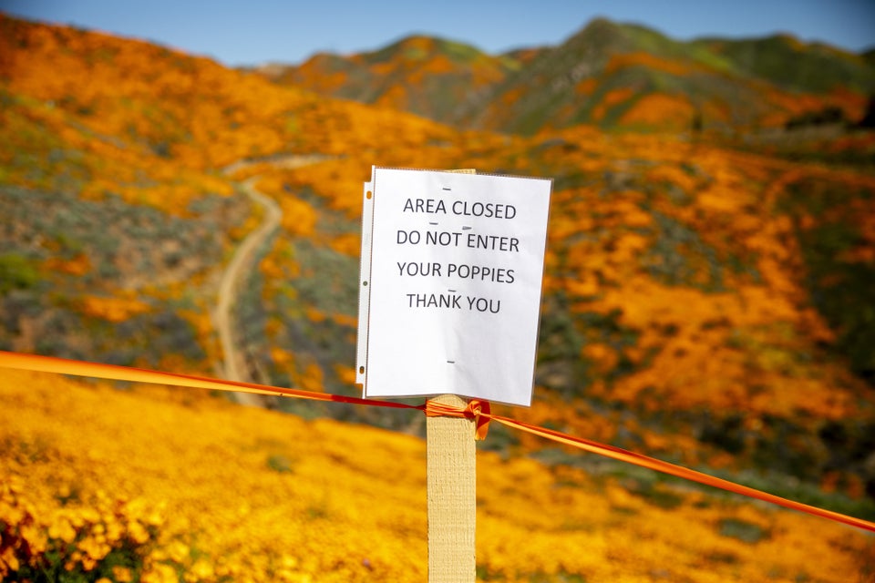 Lake Elsinore closes popular wildflower viewing area in Walker Canyon –  Press Enterprise