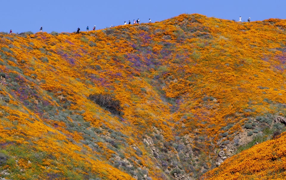 Lake Elsinore closes popular wildflower viewing area in Walker Canyon –  Press Enterprise