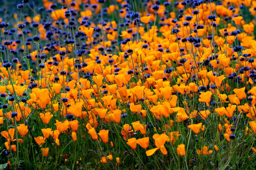 California 'Super Bloom' Wildflower Fields Close After Visitors Trample