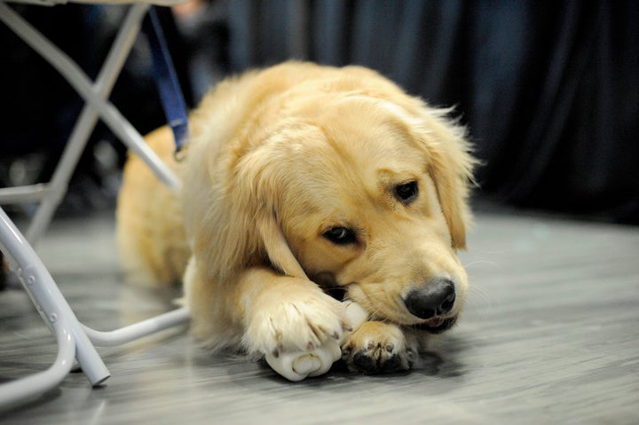 Senator Elizabeth Warren's pet dog Bailey sits and enjoys a treat as Warren addresses an Organizing Event as part of her exploratory presidential Committee at Manchester Community College in Manchester, NH on Saturday January 12, 2019. - The 69-year-old progressive announced last month she was launching an exploratory committee for president, becoming the first major candidate in what is set to be an extraordinarily crowded Democratic primary, united by a singular focus on unseating the Republican Trump. (Photo by JOSEPH PREZIOSO / AFP) (Photo credit should read JOSEPH PREZIOSO/AFP/Getty Images)