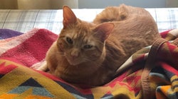 A Cat And Two Dogs Almost Got Away With An Adorable Home