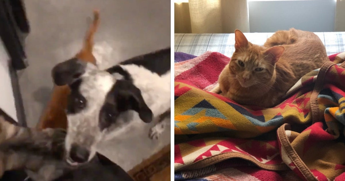 A Cat And Two Dogs Almost Got Away With An Adorable Home Invasion