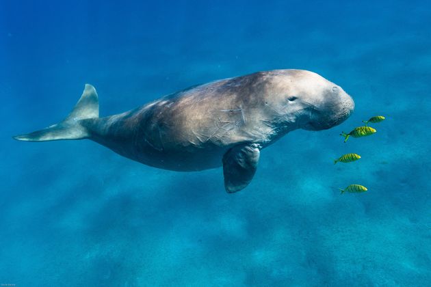 ジュゴン 死骸で見つかる 沖縄本島周辺にわずか3頭 そのうちの1頭か ハフポスト