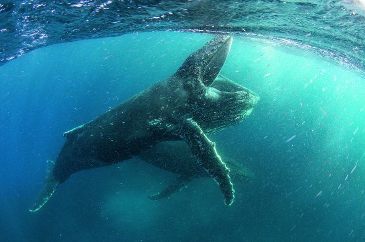 A Humpback whale is feeding near Cape Town in November