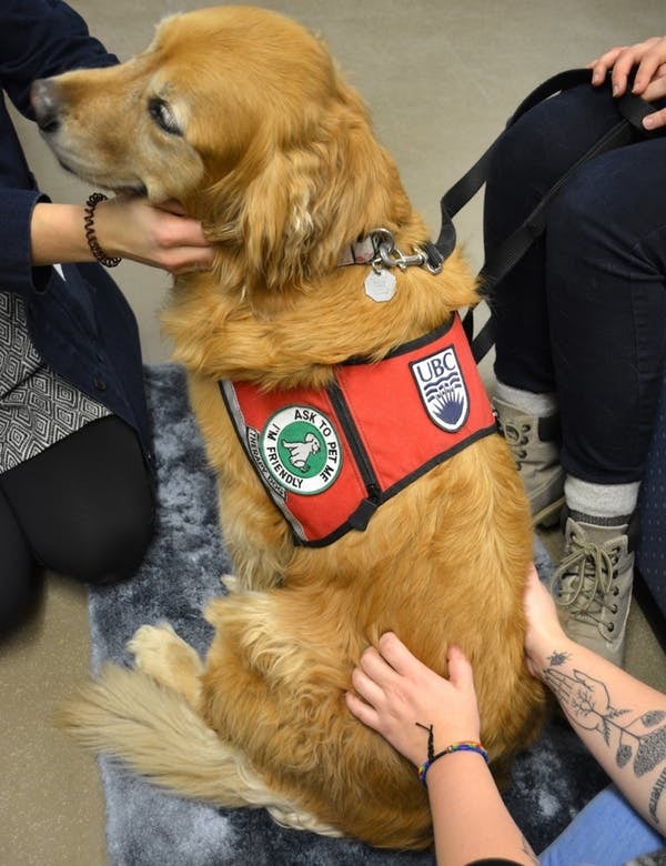 Dash, a six-year-old golden retriever, is one of 60 dogs who helps ease the transition from high school to university.