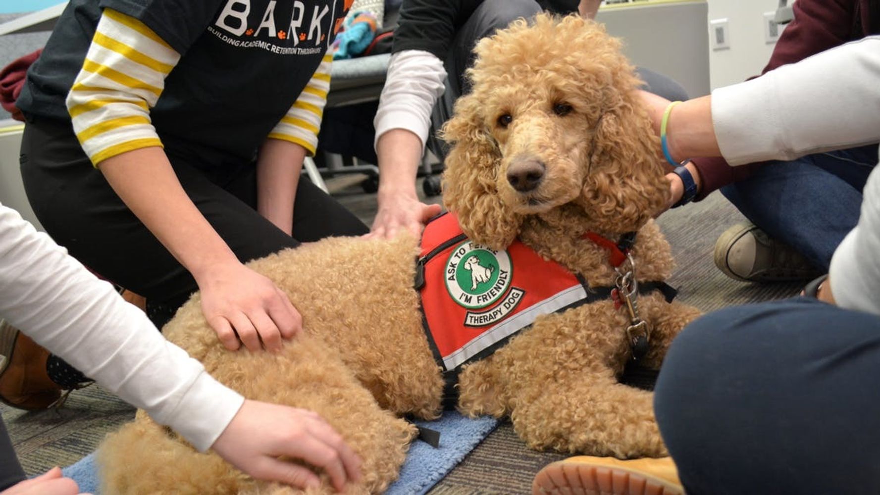 i-oversee-a-dog-therapy-program-on-a-college-campus-here-s-what-i-have