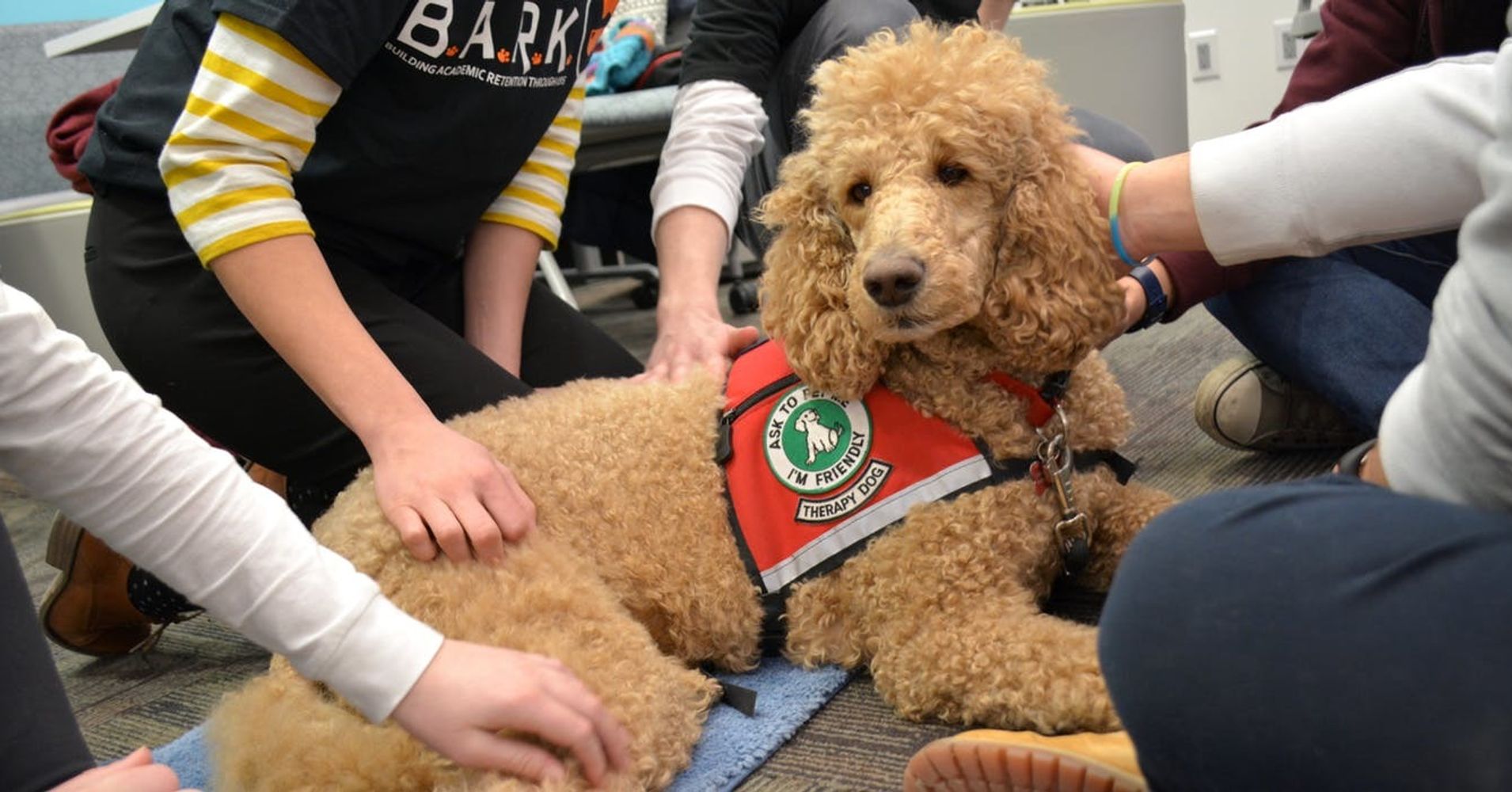 i-oversee-a-dog-therapy-program-on-a-college-campus-here-s-what-i-have