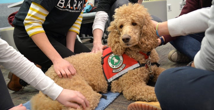 Ellie, a four-year-old labradoodle, enjoys many pats from students as part of the Building Academic Retention through K9s program (B.A.R.K.) at the University of British Columbia.