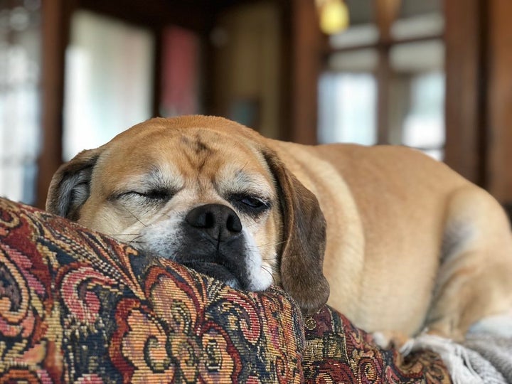 Buttigieg adopted Buddy, a rescue puggle with one eye.