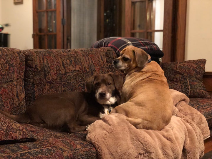 He also shares his home with Truman, a beagle-lab mix. 