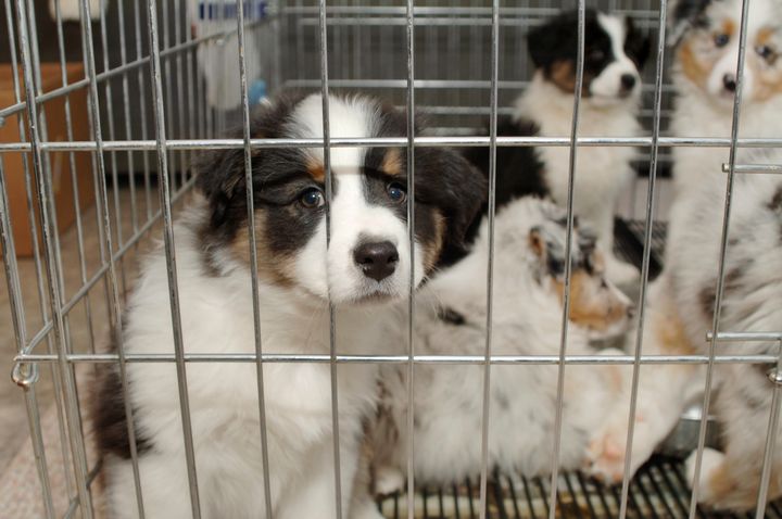 New York's bill is aimed at curbing "puppy mill"-type breeders and encouraging the adoption of homeless animals.