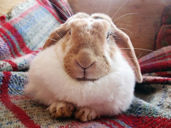 Rabbits can be great house pets, but people often don't realize how much space, time and effort they need to thrive. 