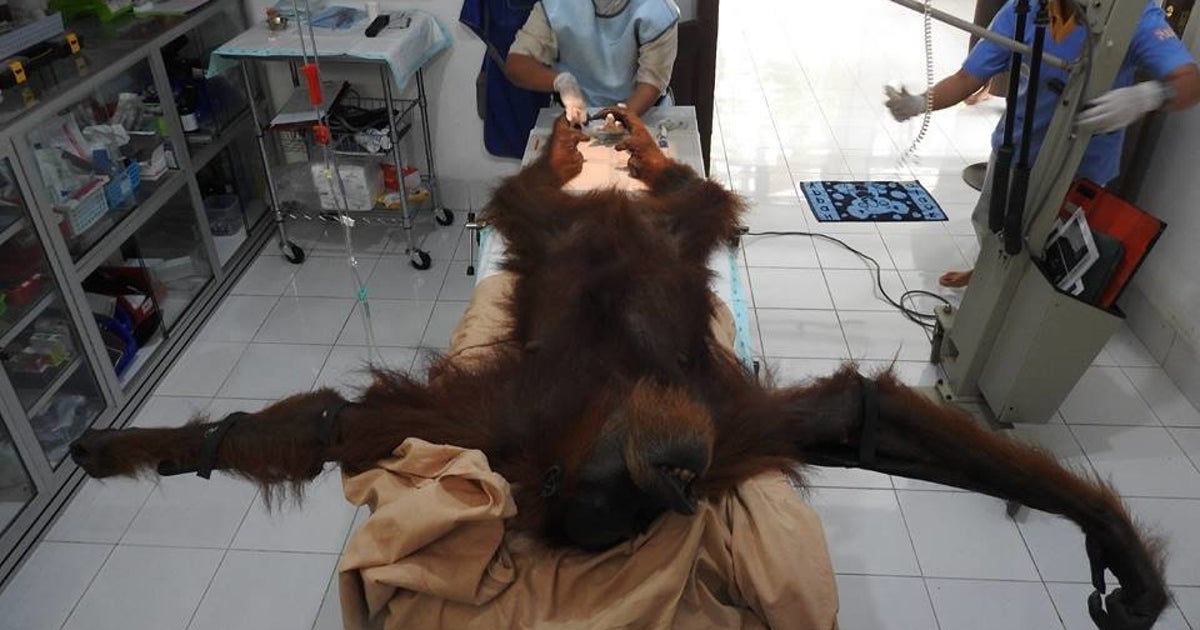空気銃で74発以上撃たれたオランウータン 救助されて一命を取り止める ハフポスト