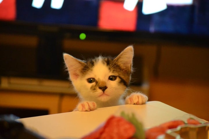 「今日のご飯は何かにゃ？」 投稿名：鈴木ゆかり ねこの名前：はな