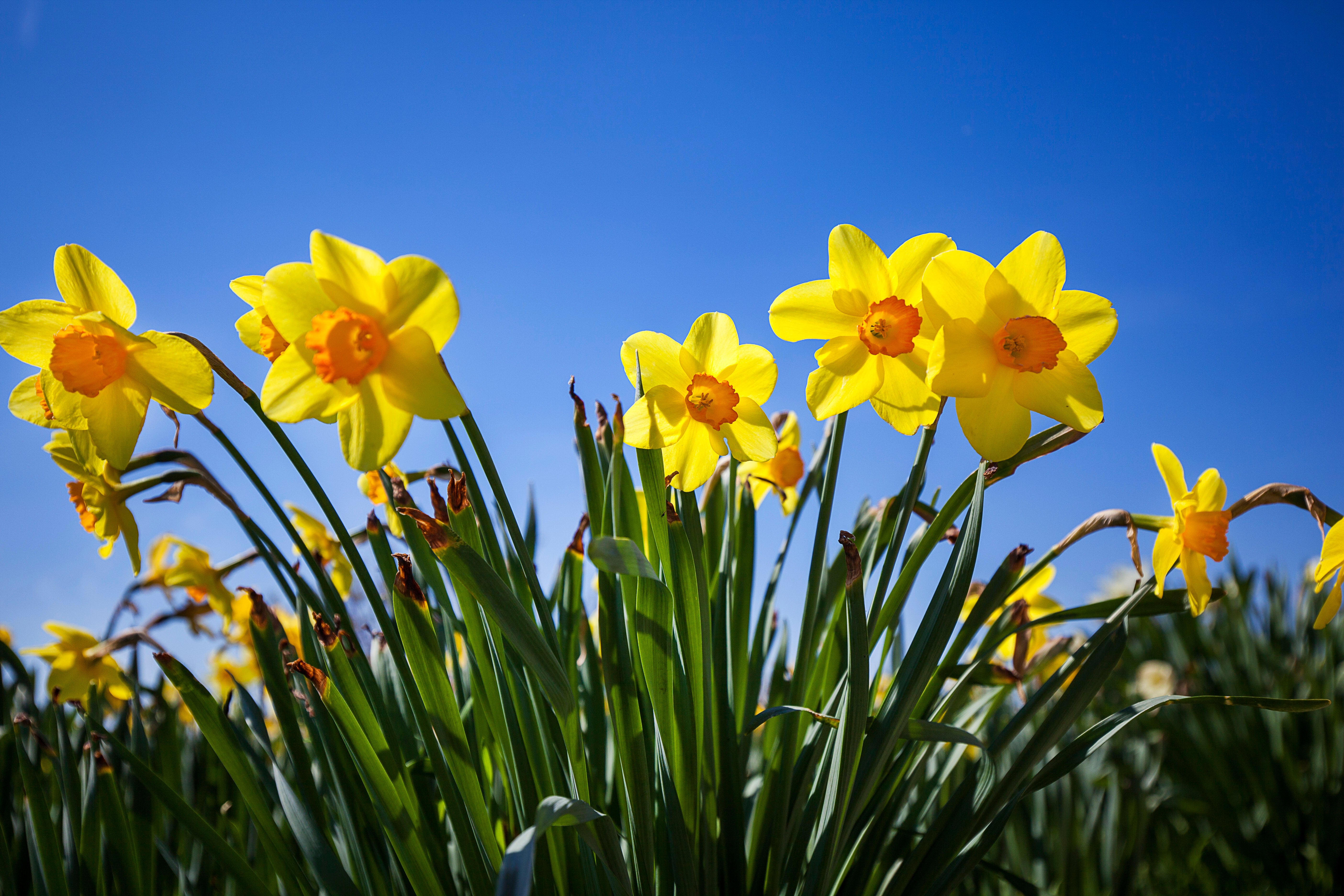 Spring Equinox 2019 Seven Great Ways To Celebrate The First Day Of Spring Equinox 2019 Seven Great Ways To Celebrate The First Day Of