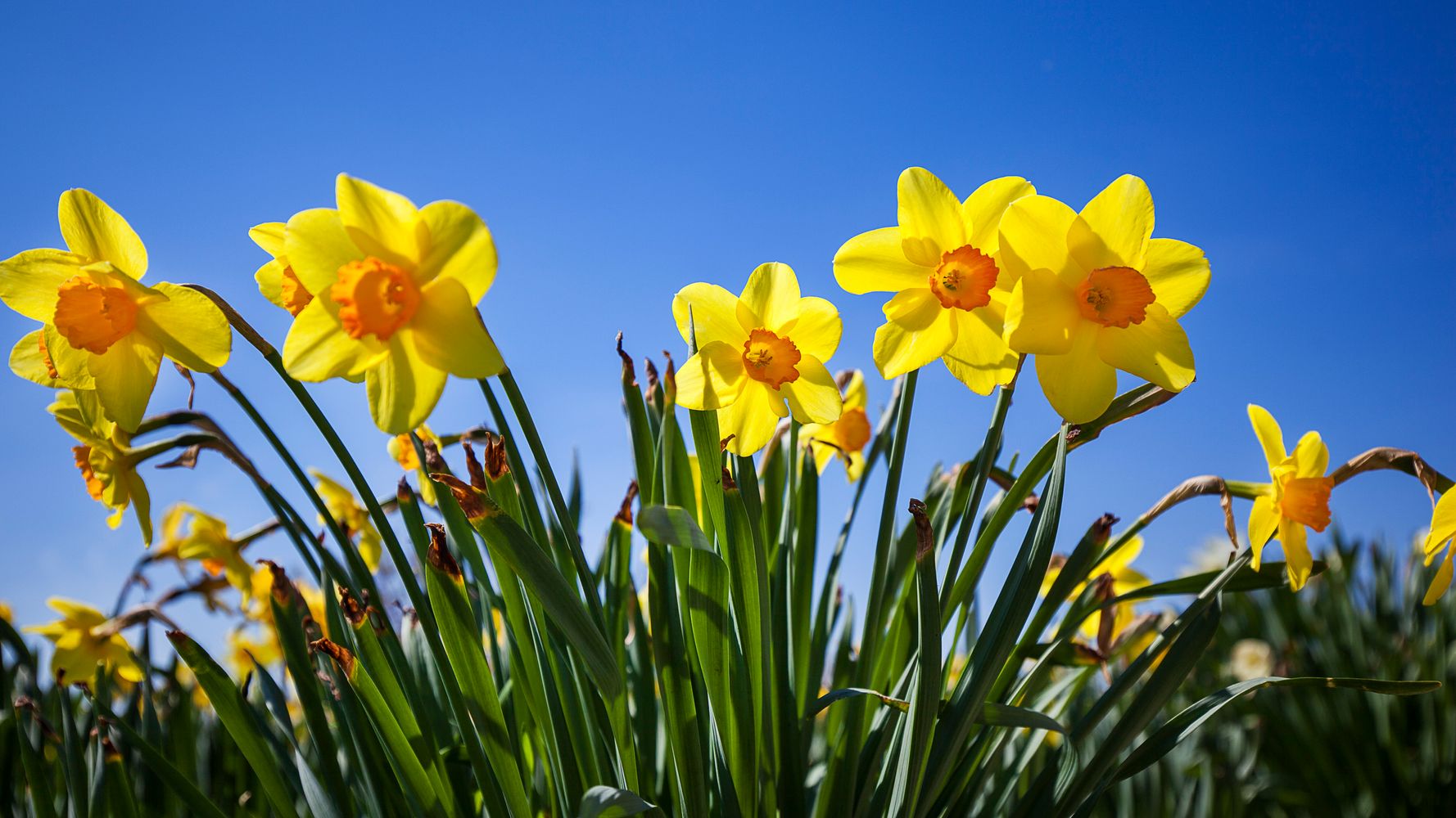 Spring Equinox 2019 Seven Great Ways To Celebrate The First Day Of