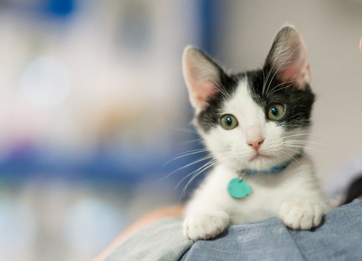 No More Puppies and Kittens in New York Pet Stores?