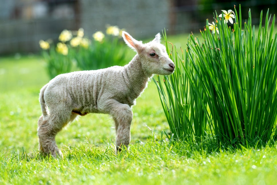 The little lamb checks out the grounds.