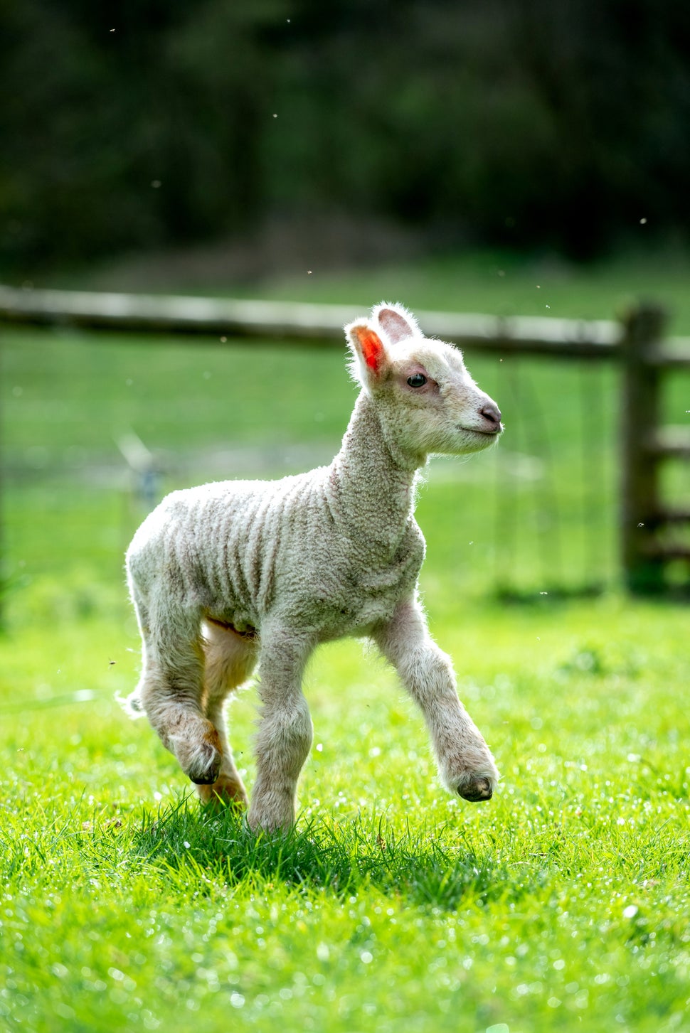 For The First Day Of Spring, Here's An Adorable Lamb | HuffPost