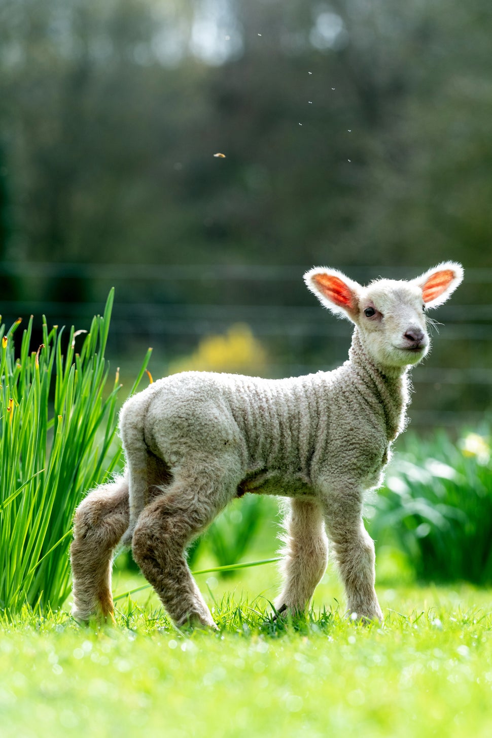 A day-old lamb explores new surroundings on the vernal equinox, which this year falls on March 20, at Coombes Farm in Lancing