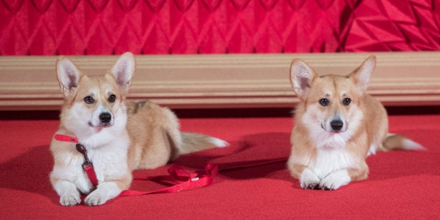 Ces Corgis Ont Volé La Vedette Au Casting De The Crown Sur
