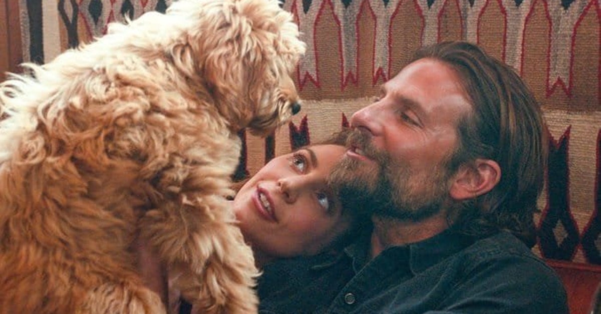 A Star Is Born Bradley Cooper Va Recevoir Un Prix De Peta