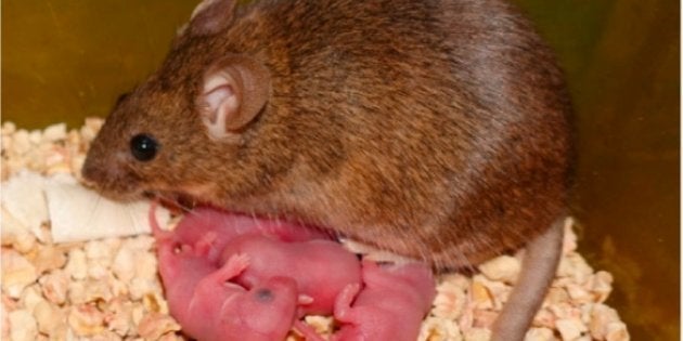 Ces Bebes Souris Ont Deux Mamans Pas De Papa Et Sont En Bonne Sante Le Huffpost Ces Bebes Souris Ont Deux Mamans Pas De Papa Et Sont En Bonne Sante Le Huffpost