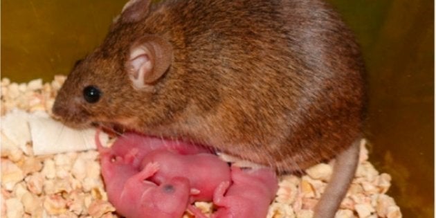 Ces Bebes Souris Ont Deux Mamans Pas De Papa Et Sont En Bonne Sante Le Huffpost