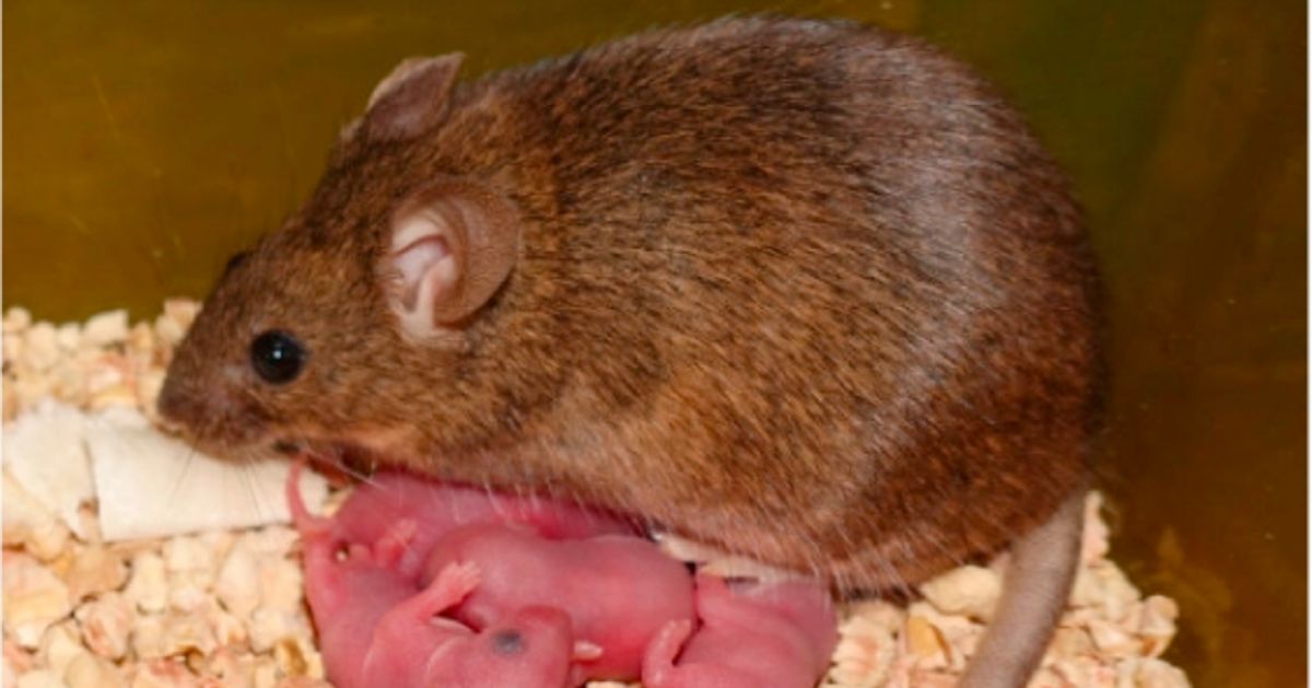 Ces Bebes Souris Ont Deux Mamans Pas De Papa Et Sont En Bonne Sante Le Huffpost