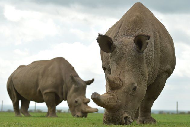 Les deux dernières représentantes de l'espèce des rhinocéros blancs du