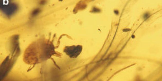 Une tique pleine de sang de dinosaure découverte dans de l'ambre (mais ne rêvez pas de Jurassic