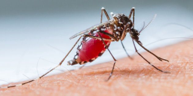 Dengue Un Bebe De Six Mois Meurt De La Maladie En Nouvelle Caledonie Le Huffington Post Life