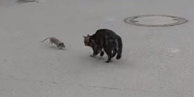 Ce Chat Est Tombé Sur Le Rat Le Plus Courageux Du Luxembourg