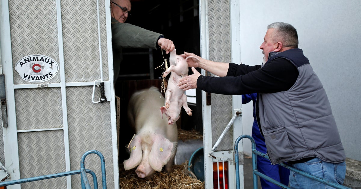 Comment Sont Tuer Les Animaux Dans Les Abattoirs Le délit de maltraitance animale va être étendu aux abattoirs, annonce
