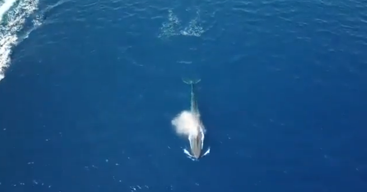On a vu une baleine bleue dans la mer Rouge pour la première fois Le