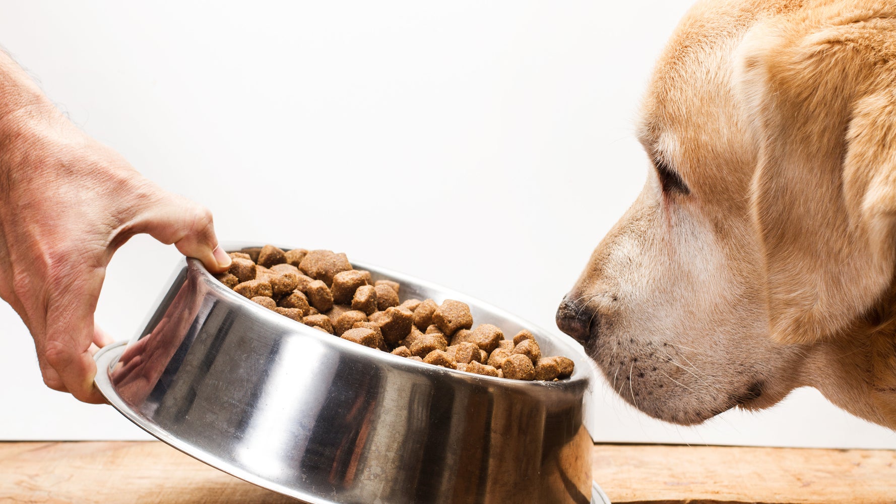 régime alimentaire chat omnivore régime alimentaire chat omnivore