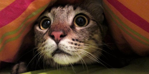 Comment Vous Comporter Avec Votre Animal De Compagnie Pendant Un Orage Le Huffington Post Life Comment Vous Comporter Avec Votre Animal De Compagnie Pendant Un Orage Le Huffington Post Life